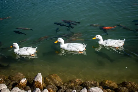 Fond d'écran Poisson koï 4K · animals · 3840×2560