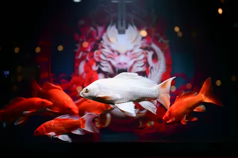 Koi Fish 4K Wallpaper · animals · 3840×2560