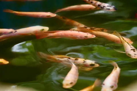 Koi Fish 4K Wallpaper · animals · 3840×2560