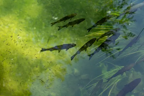 Koi Fish 4K Wallpaper · animals · 3840×2562