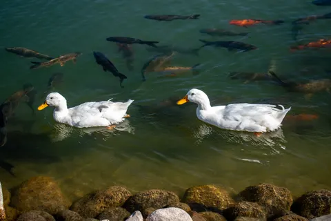 Koi Fish 4K Wallpaper · animals · 3840×2560