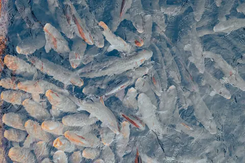 Koi Fish 4K Wallpaper · animals · 3840×2560
