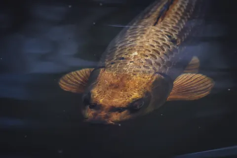 Koi Fish 4K Wallpaper · animals · 3840×2560