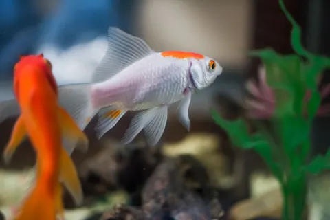 Koi Fish 4K Wallpaper · animals · 3840×2560