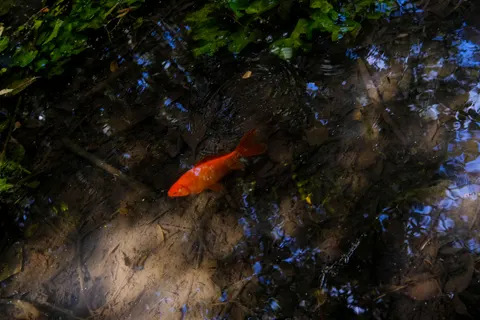 Koi Fish 4K Wallpaper · animals · 3840×2560