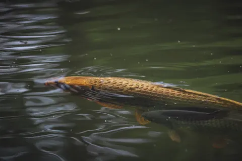Koi Fish 4K Wallpaper · animals · 3840×2560