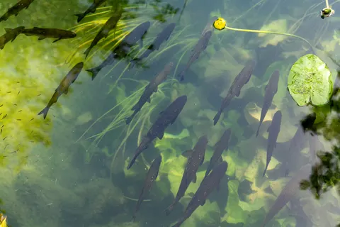 Hình nền Cá koi 4K · animals · 3840×2562