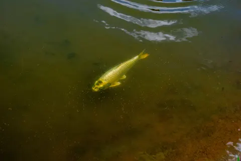 Koi Fish 4K Wallpaper · animals · 3840×2560