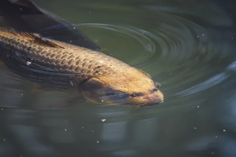 Koi Fish 4K Wallpaper · animals · 3840×2560
