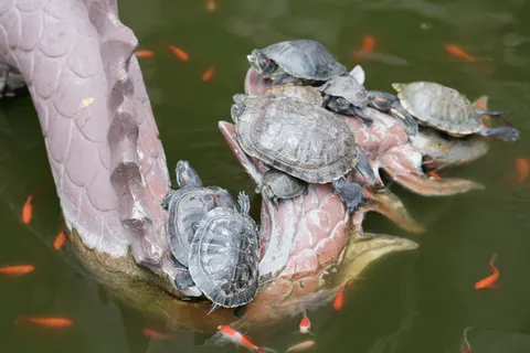 Koi Fish 4K Wallpaper · animals · 3840×2560
