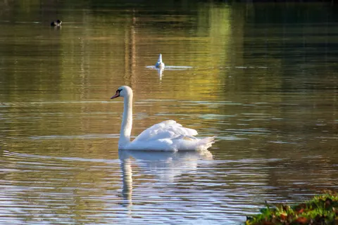 Swan 4K Wallpaper · animals · 3840×2560