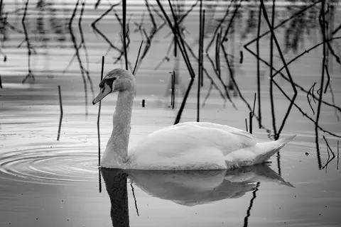 Swan 4K Wallpaper · animals · 3840×2561