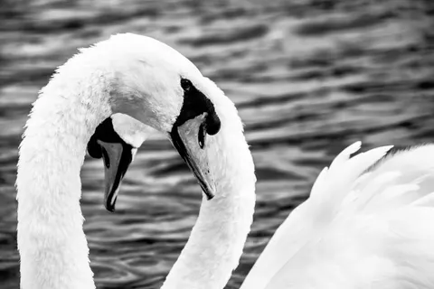 Swan 4K Wallpaper · animals · 3840×2560