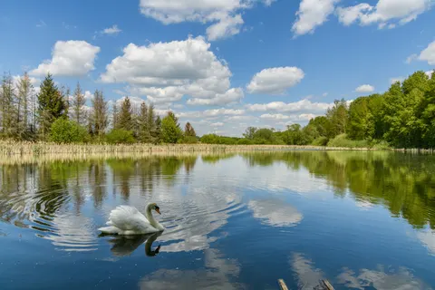 Swan 4K Wallpaper · animals · 3840×2560