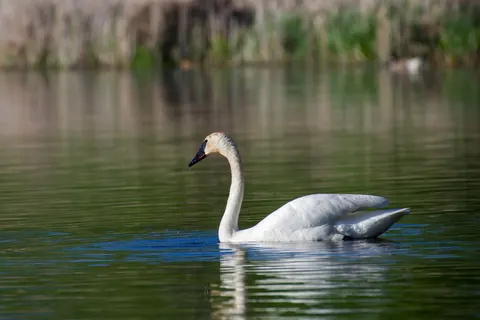 Swan 4K Wallpaper · animals · 3840×2560