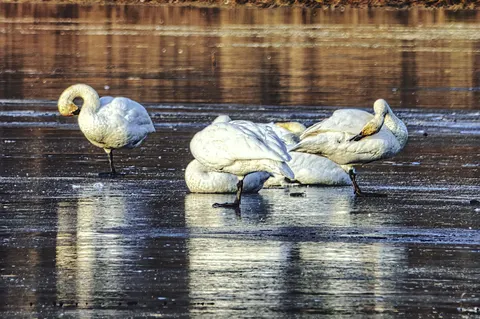Swan 4K Wallpaper · animals · 3840×2549