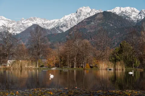 Swan 4K Wallpaper · animals · 3840×2561