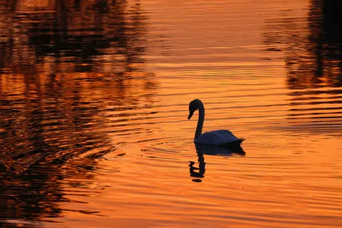Swan 4K Wallpaper · animals · 3840×2561