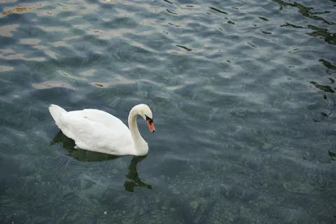 Swan 4K Wallpaper · animals · 3840×2560