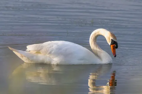 Schwan 4K Hintergrundbild · animals · 3840×2560