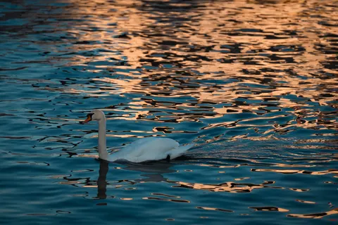 हंस 4K वॉलपेपर · animals · 3840×2561