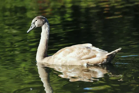 Swan 4K Wallpaper · animals · 3840×2560