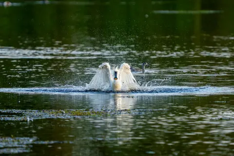 Swan 4K Wallpaper · animals · 3840×2560