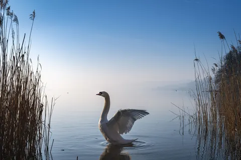 Swan 4K Wallpaper · animals · 3840×2560