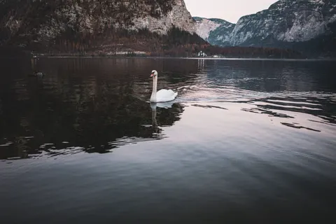 Swan 4K Wallpaper · animals · 3840×2560
