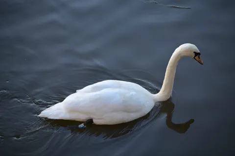 Swan 4K Wallpaper · animals · 3840×2560
