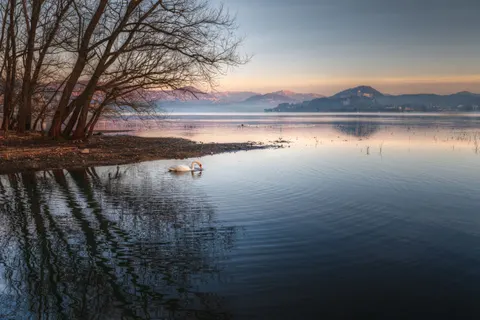 Swan 4K Wallpaper · animals · 3840×2562