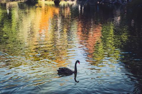 Swan 4K Wallpaper · animals · 3840×2560