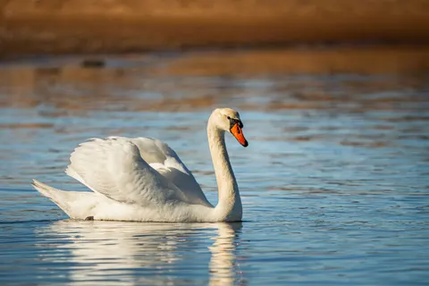 Swan 4K Wallpaper · animals · 3840×2560