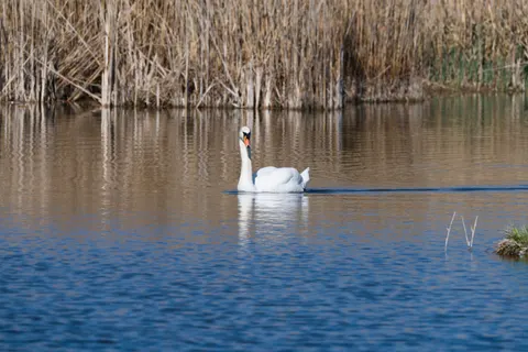 Swan 4K Wallpaper · animals · 3840×2558