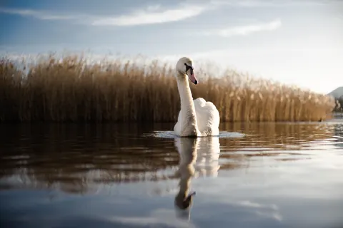 Swan 4K Wallpaper · animals · 3840×2563