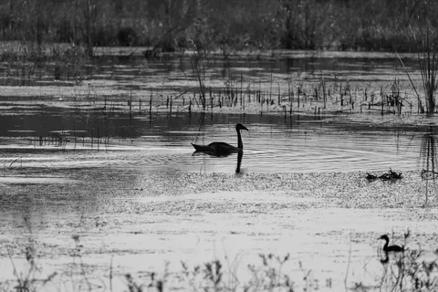 Swan 4K Wallpaper · animals · 3840×2562