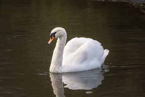 Swan 4K Wallpaper · animals · 3840×2560