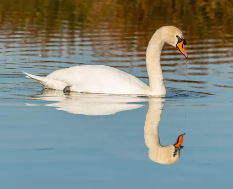Swan 4K Wallpaper · animals · 3840×3129
