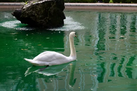 Swan 4K Wallpaper · animals · 3840×2560