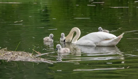 Swan 4K Wallpaper · animals · 3840×2208