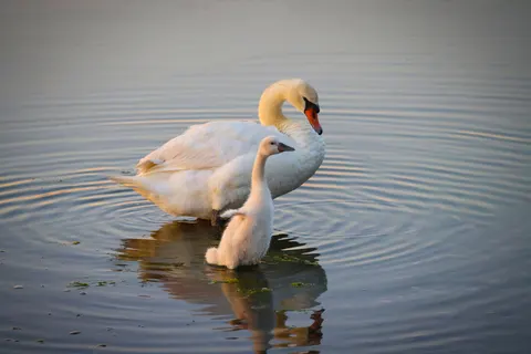 Swan 4K Wallpaper · animals · 3840×2561