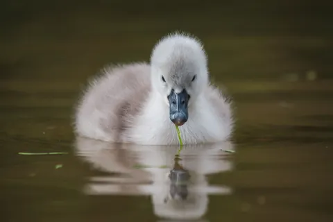 Swan 4K Wallpaper · animals · 3840×2560