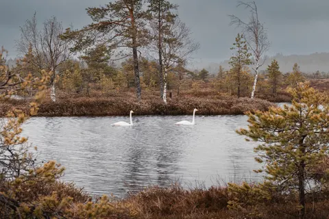Swan 4K Wallpaper · animals · 3840×2560