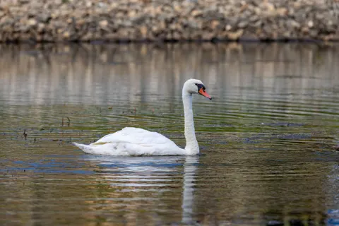 Swan 4K Wallpaper · animals · 3840×2560
