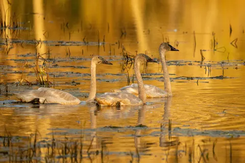 Swan 4K Wallpaper · animals · 3840×2560