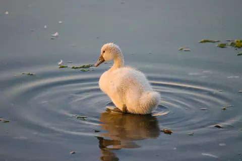 Swan 4K Wallpaper · animals · 3840×2561