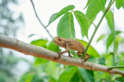 Chameleon 4K Wallpaper · animals · 3840×2553