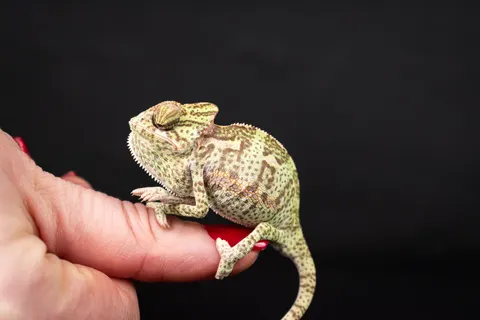 Chameleon 4K Wallpaper · animals · 3840×2560