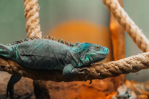 Chameleon 4K Wallpaper · animals · 3840×2561