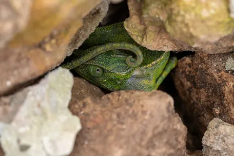 Chameleon 4K Wallpaper · animals · 3840×2560